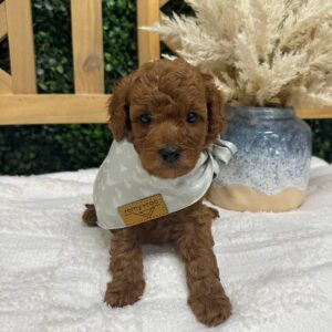Hunter Hayes - FBB Toy Goldendoodle - Petite Posh Puppies