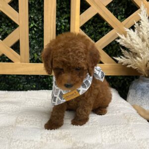 Hunter Hayes - FBB Toy Goldendoodle - Petite Posh Puppies_
