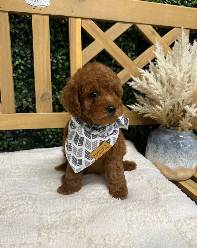 Hunter Hayes - FBB Toy Goldendoodle - Petite Posh Puppies_