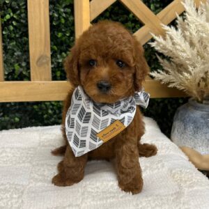 Hunter Hayes - FBB Toy Goldendoodle - Petite Posh Puppies_