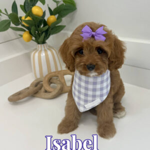 Isabel - F Cavapoo Puppy - BPPP Litter --_