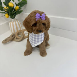 Isabel - F Cavapoo Puppy - BPPP Litter --_