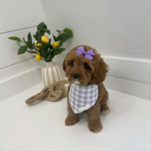 Isabel - F Cavapoo Puppy - BPPP Litter --_
