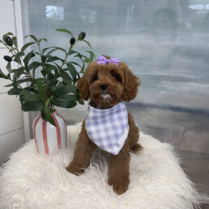 Isabel - F Cavapoo Puppy - BPPP Litter --_