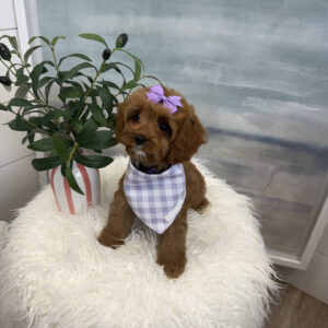 Isabel - F Cavapoo Puppy - BPPP Litter --_