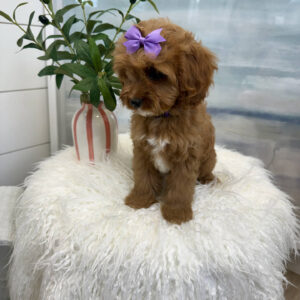 Isabel - F Cavapoo Puppy - BPPP Litter --_