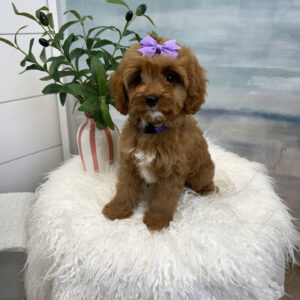 Isabel - F Cavapoo Puppy - BPPP Litter --_