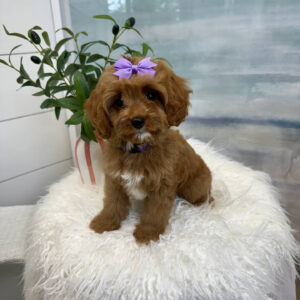 Isabel - F Cavapoo Puppy - BPPP Litter --_