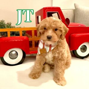 JT - Male FB Cavapoo - BPPP