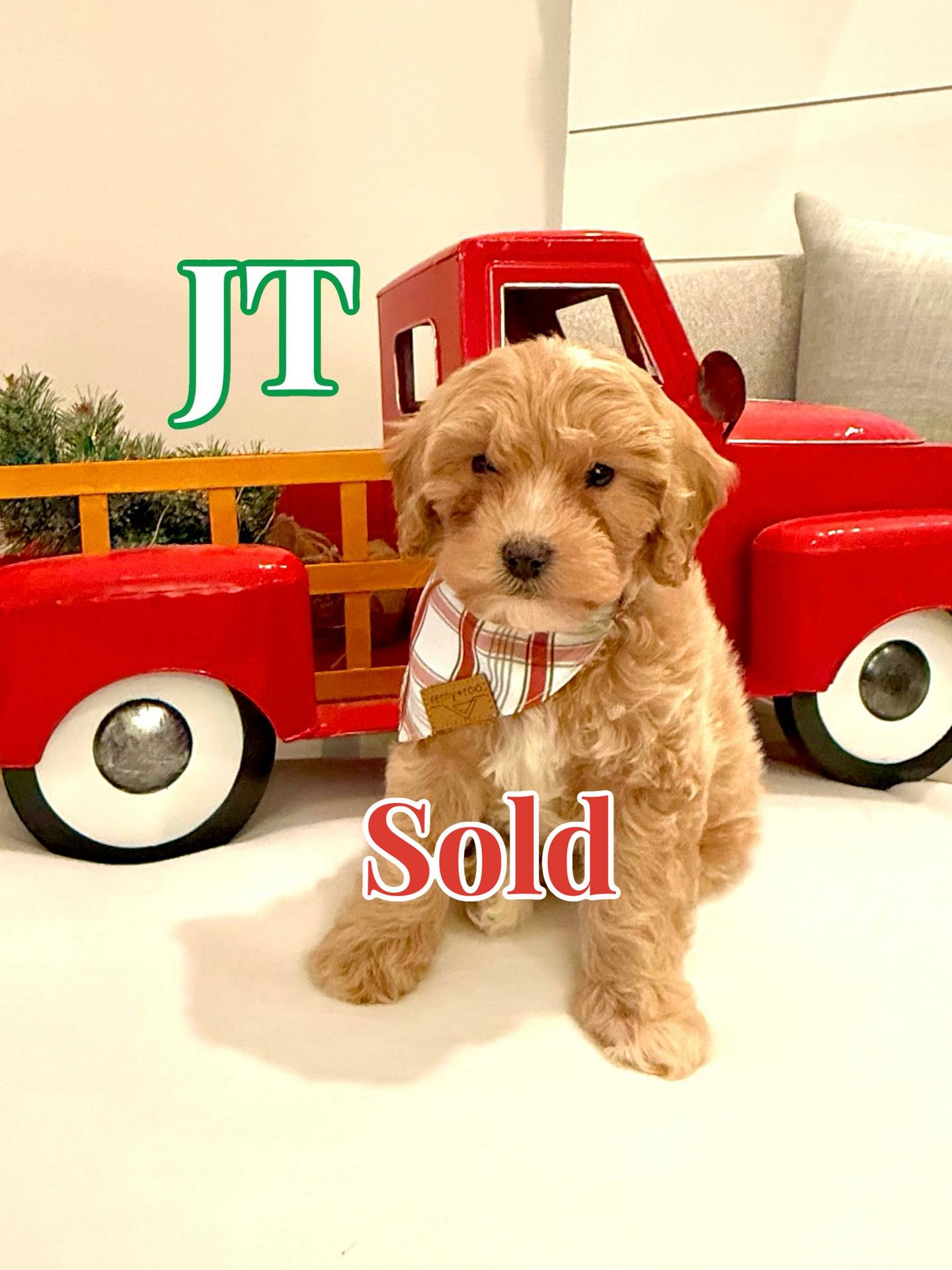 JT - Male FB Cavapoo - BPPP - Forever Home in Orland- FL