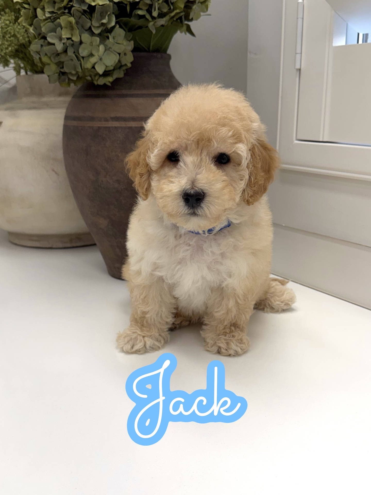 Jack - F Maltipoo Puppy - Litter --_