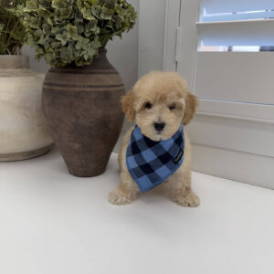 Jack - F Maltipoo Puppy - Litter --_