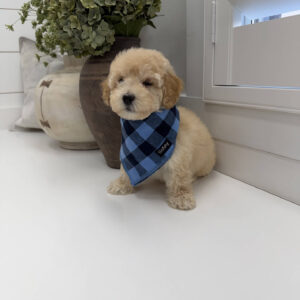 Jack - F Maltipoo Puppy - Litter --_