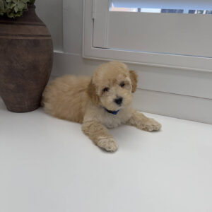 Jack - F Maltipoo Puppy - Litter --_
