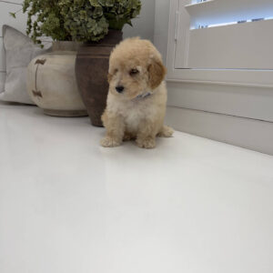 Jack - F Maltipoo Puppy - Litter --_