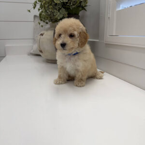 Jack - F Maltipoo Puppy - Litter --_