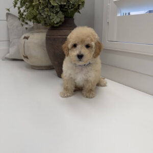 Jack - F Maltipoo Puppy - Litter --_