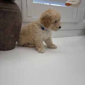 Jack - F Maltipoo Puppy - Litter --_
