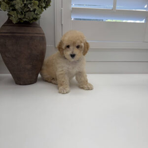 Jack - F Maltipoo Puppy - Litter --_