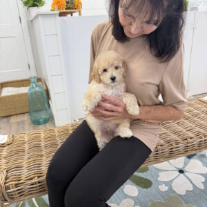 Jack - F Maltipoo Puppy - Litter --_