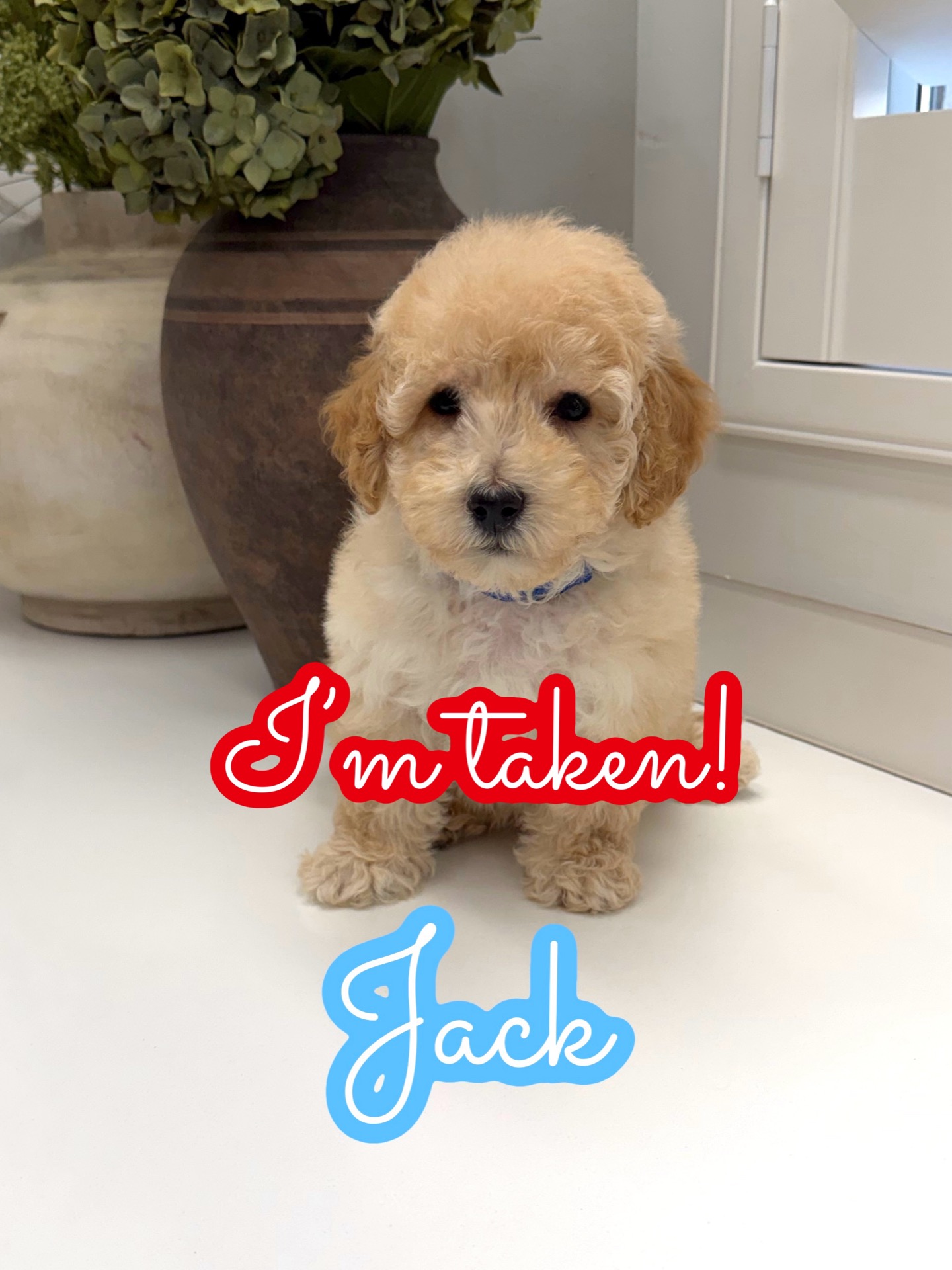 Jack - F Maltipoo Puppy - Litter --_Forever Home in Marietta- GA