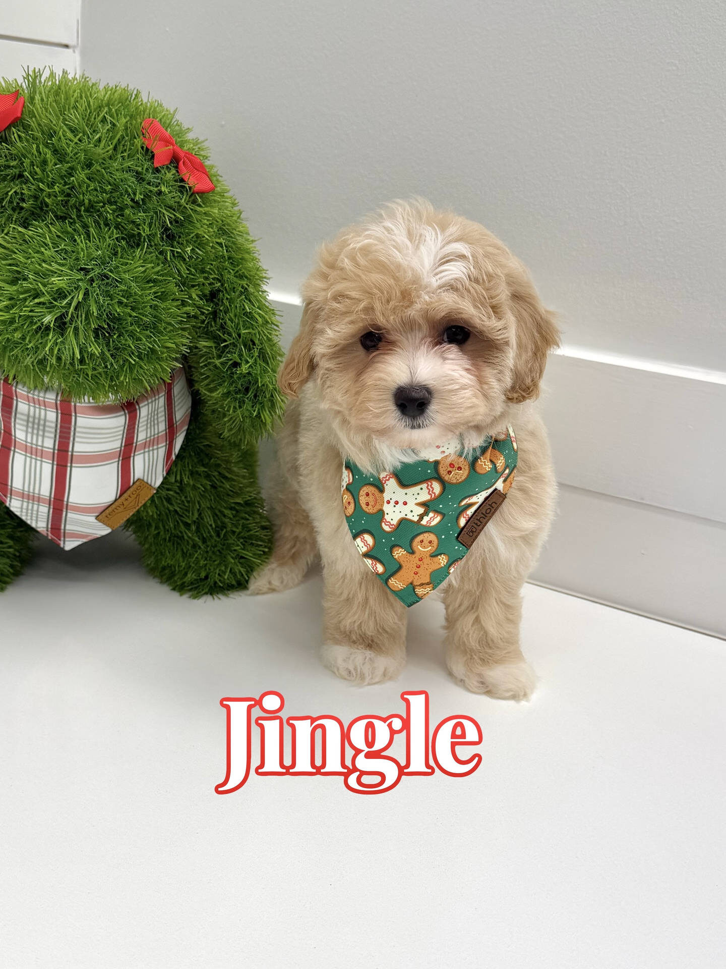 Jingle - F Maltipoo Puppy - BPPP Litter --