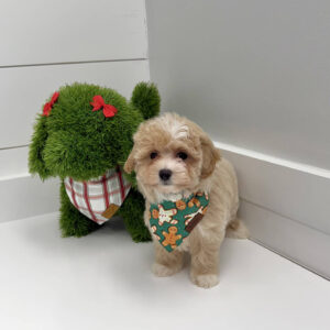 Jingle - F Maltipoo Puppy - BPPP Litter --_