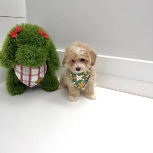 Jingle - F Maltipoo Puppy - BPPP Litter --_