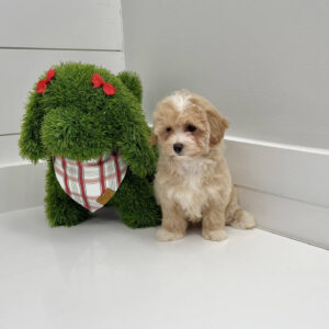 Jingle - F Maltipoo Puppy - BPPP Litter --_