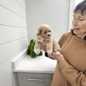 Jingle - F Maltipoo Puppy - BPPP Litter --_