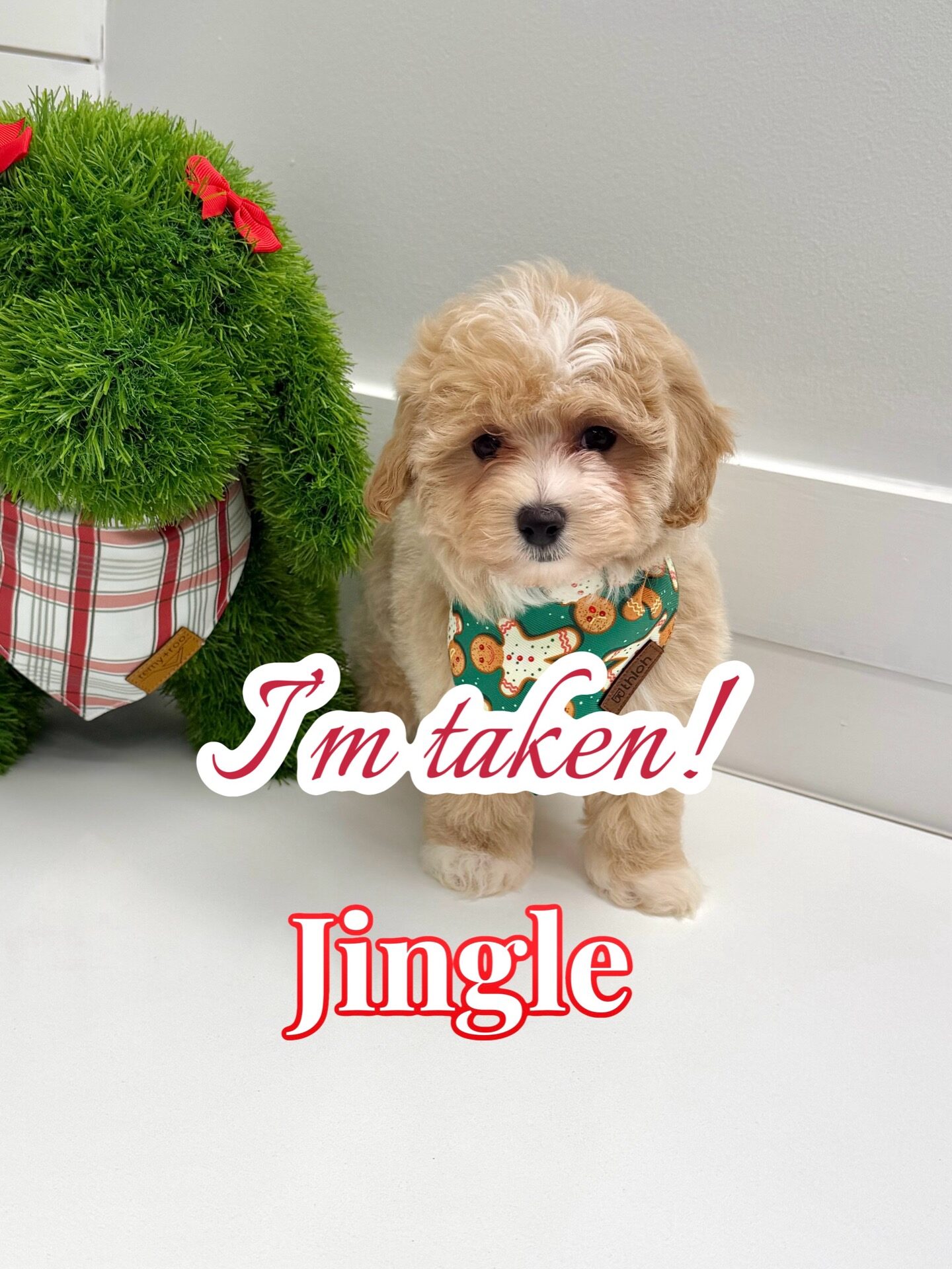Jingle - F Maltipoo Puppy - BPPP Litter --_Forever Home in Macomb- MI