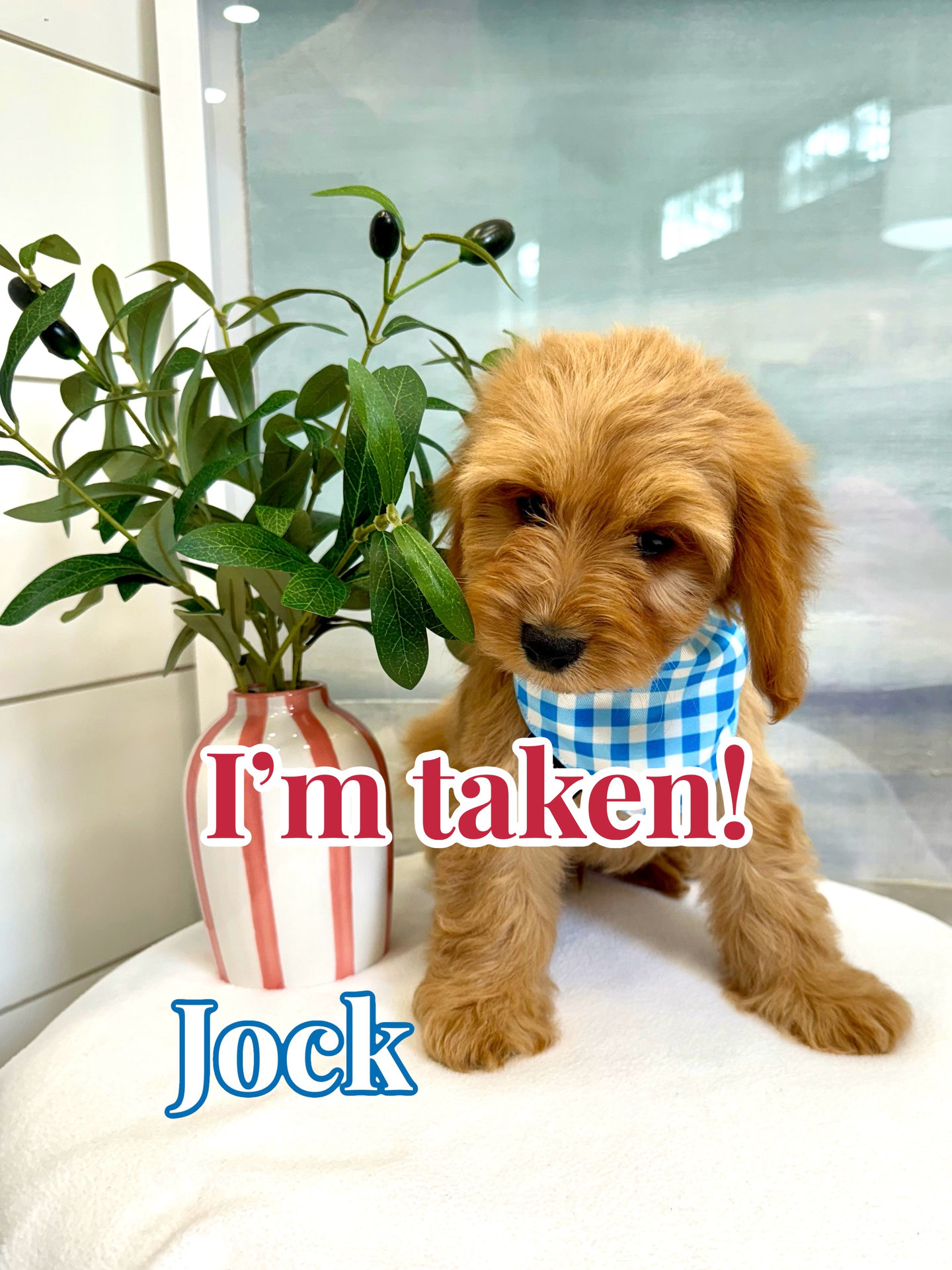 Jock - F Cavapoo - BPPP Litter -- - Forever Home in Seattle- WA
