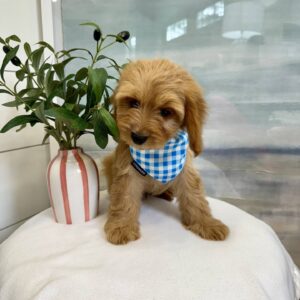Jock - F Cavapoo - BPPP Litter --_