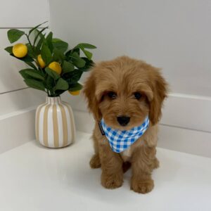 Jock - F Cavapoo - BPPP Litter --_