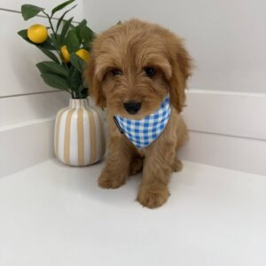 Jock - F Cavapoo - BPPP Litter --_