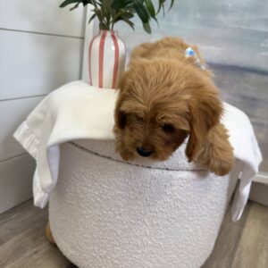 Jock - F Cavapoo - BPPP Litter --_