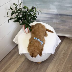 Jock - F Cavapoo - BPPP Litter --_