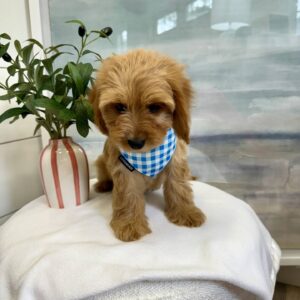 Jock - F Cavapoo - BPPP Litter --_