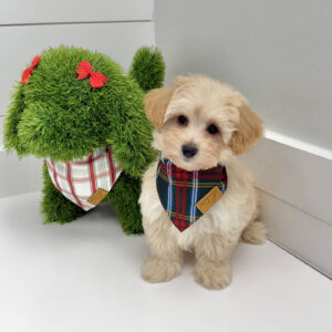 Jolly - F Maltipoo Puppy - BPPP Litter --_