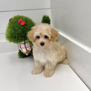 Jolly - F Maltipoo Puppy - BPPP Litter --_