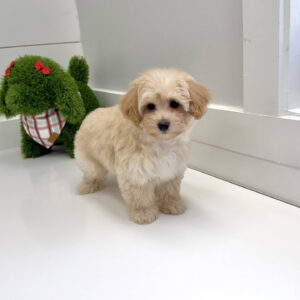Jolly - F Maltipoo Puppy - BPPP Litter --_