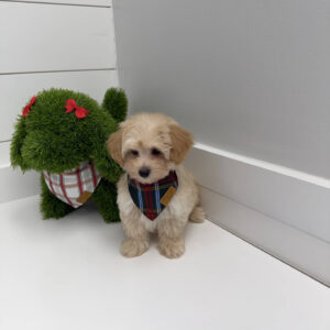 Jolly - F Maltipoo Puppy - BPPP Litter --_