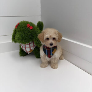 Jolly - F Maltipoo Puppy - BPPP Litter --_