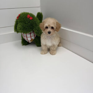 Jolly - F Maltipoo Puppy - BPPP Litter --_