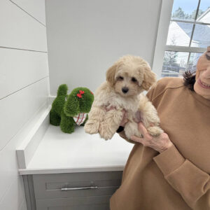 Jolly - F Maltipoo Puppy - BPPP Litter --_