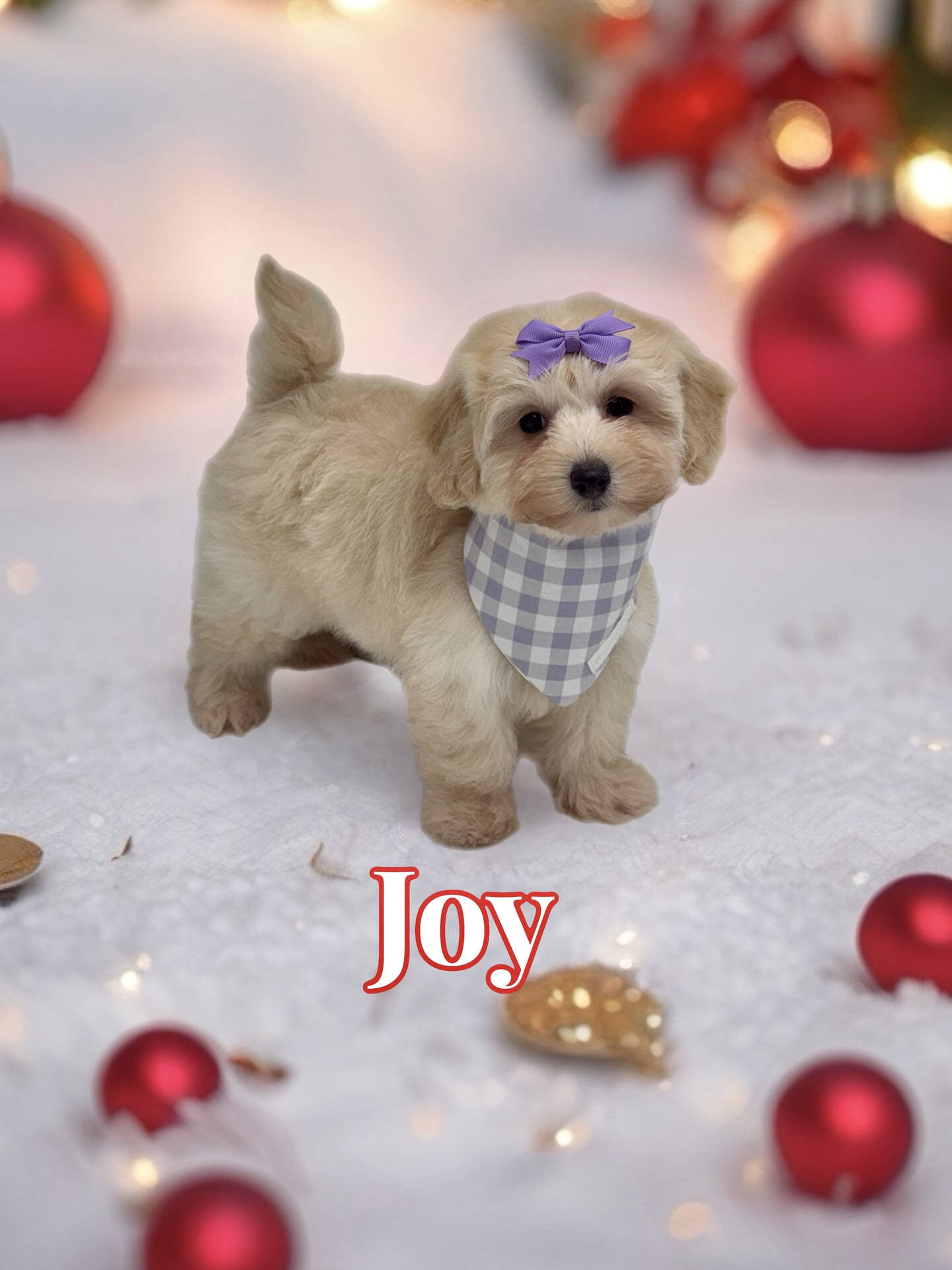 Joy - F Maltipoo Puppy - BPPP Litter --