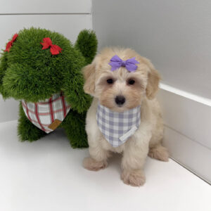 Joy - F Maltipoo Puppy - BPPP Litter --_