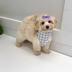 Joy - F Maltipoo Puppy - BPPP Litter --_