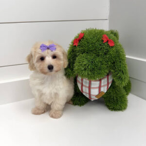 Joy - F Maltipoo Puppy - BPPP Litter --_