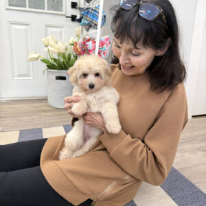 Joy - F Maltipoo Puppy - BPPP Litter --_